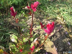 赤尽くし 其の一