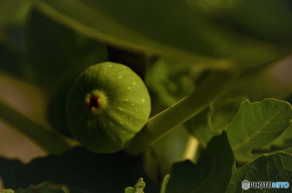 食べごろでないよ！