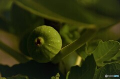 食べごろでないよ!