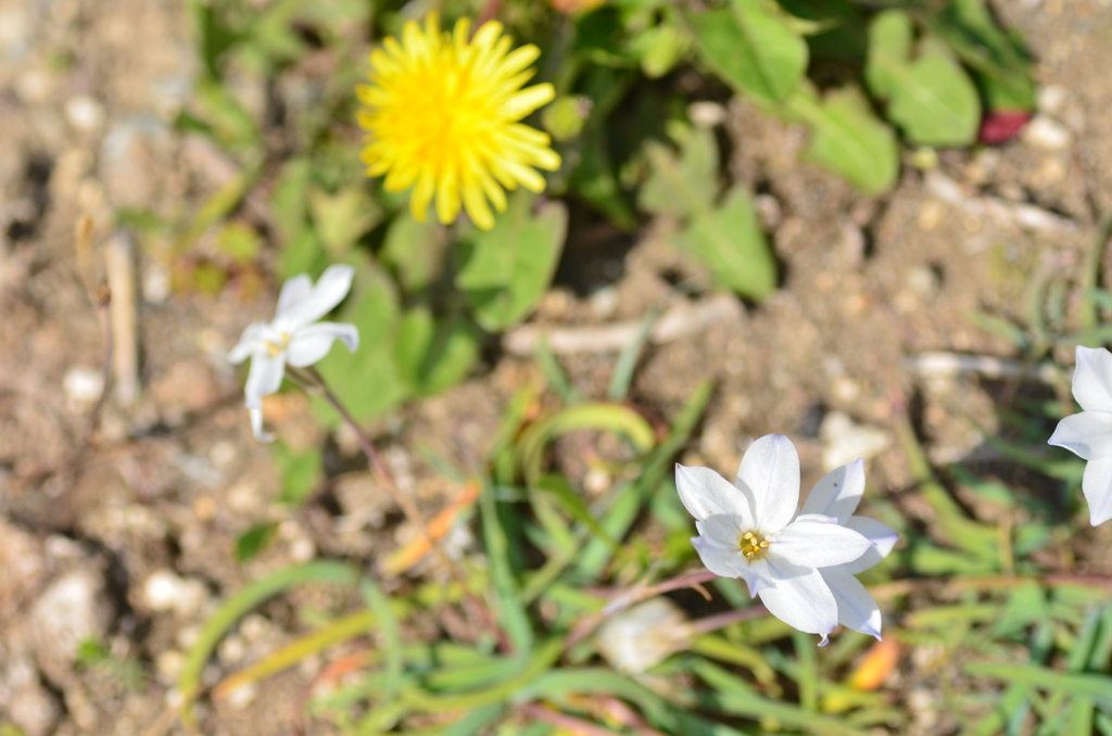 タンポポの花３