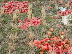 ア~もったいない