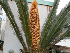 変わってる蘇鉄かな？