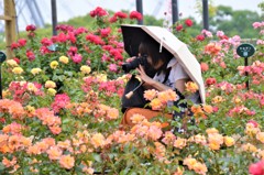 バラ園にて