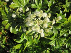 ヤツデの花？、実？