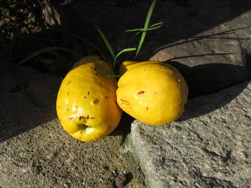 花梨