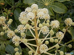 ヤツデの花かな？