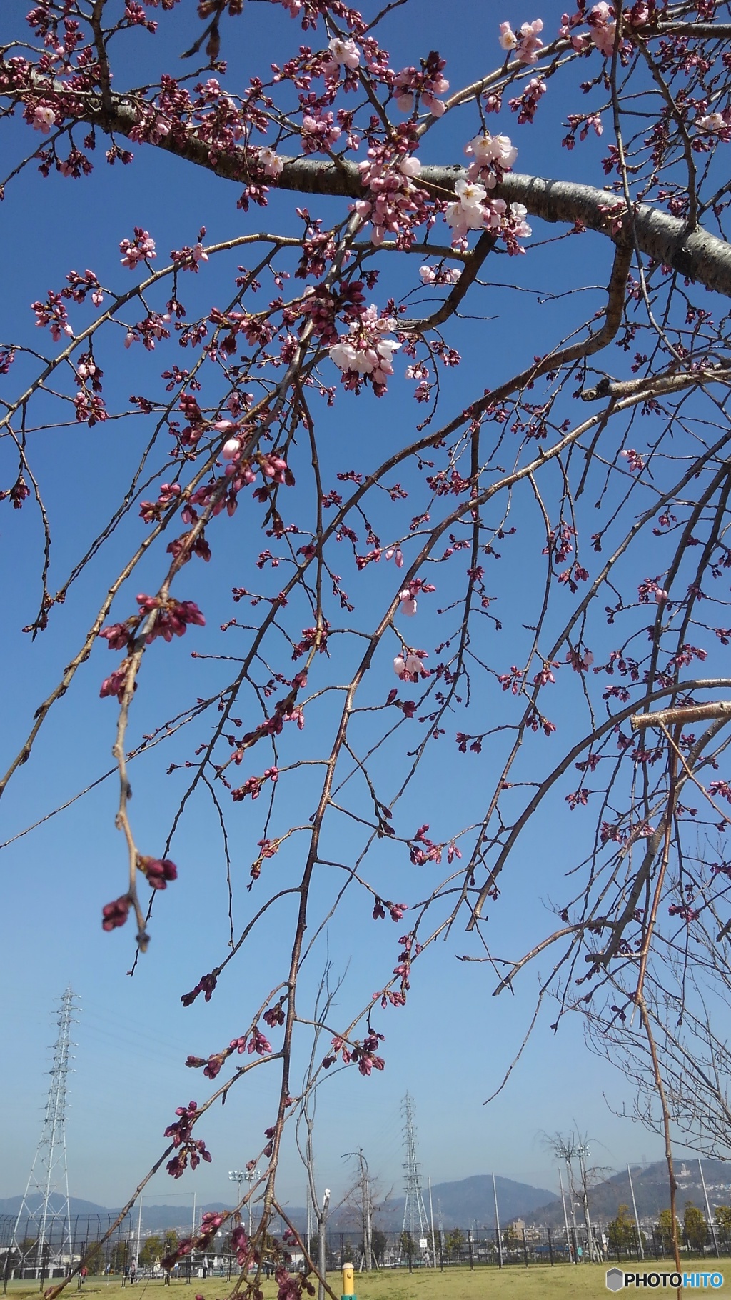枝垂れ桜