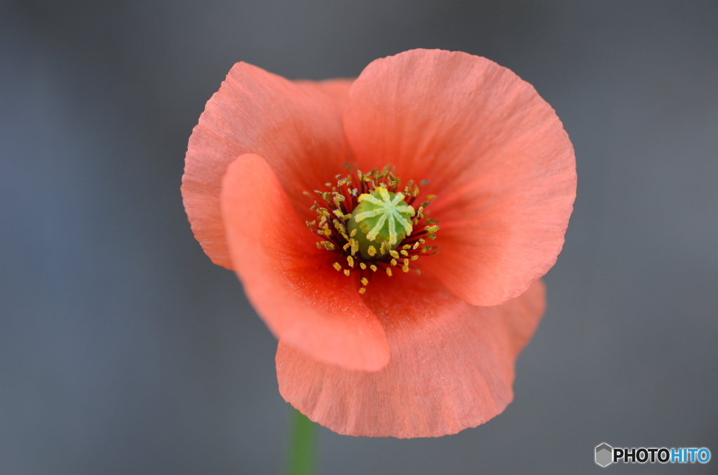 芥子の花かな？