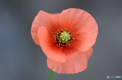 芥子の花かな？