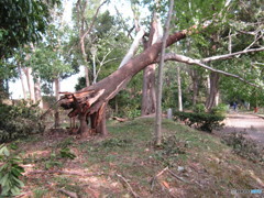 ２１号台風