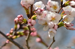 桜が咲いたよ、ほんの少し