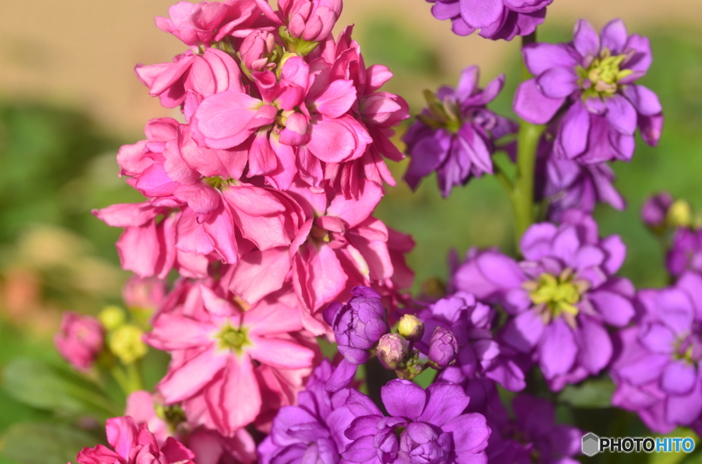 同じ華