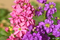 同じ華