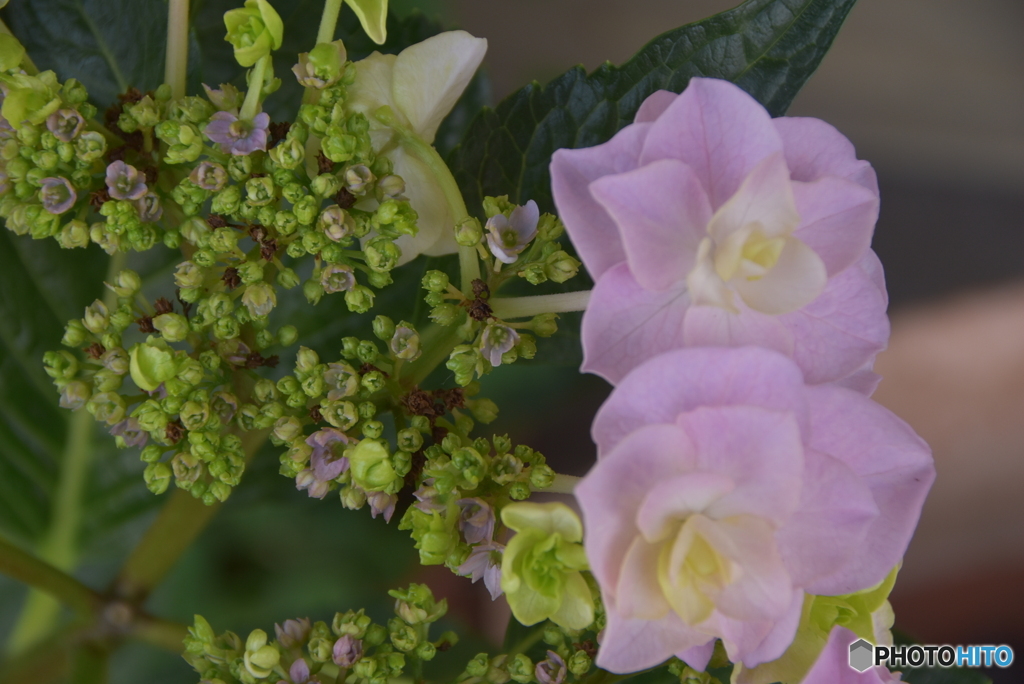 ガクアジサイの外側