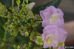 ガクアジサイの外側