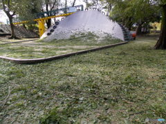 今朝の散歩から２