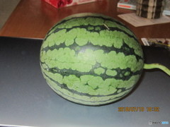 一応スイカです