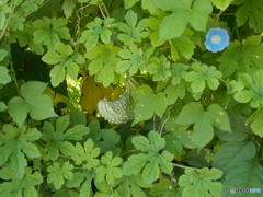 ニガウリの垣根