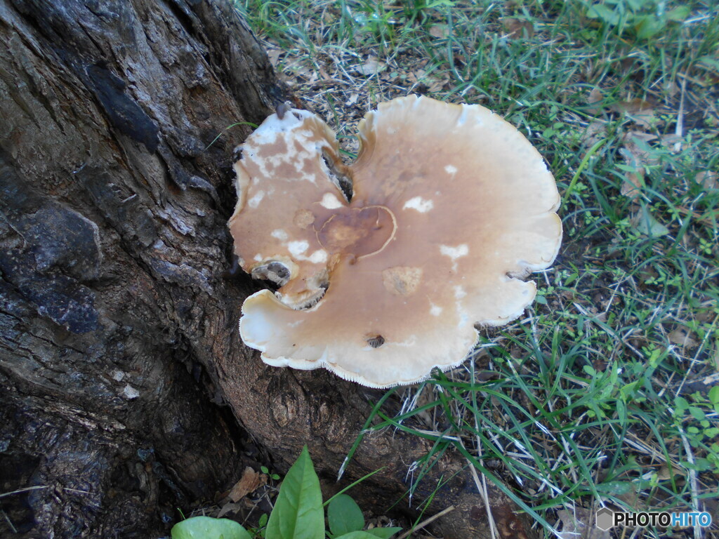 雨が多いから・・・？