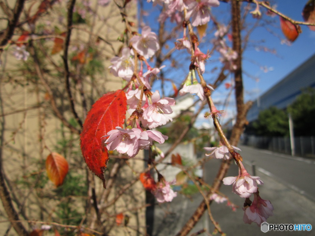寒桜
