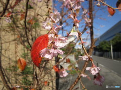 寒桜