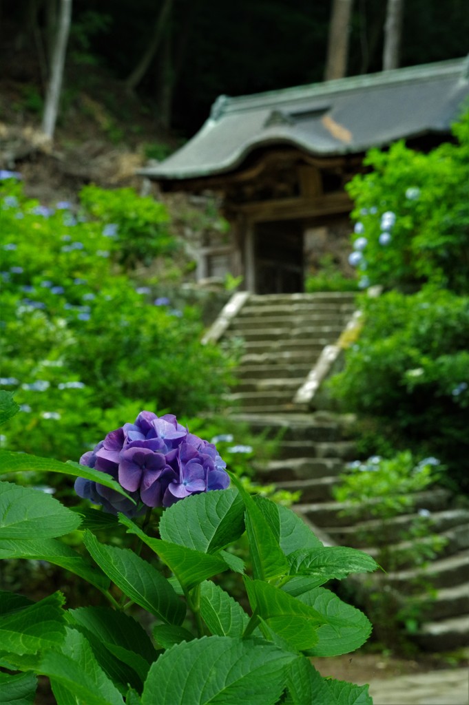 あじさい寺