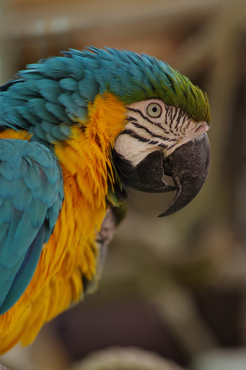 おしゃれインコ