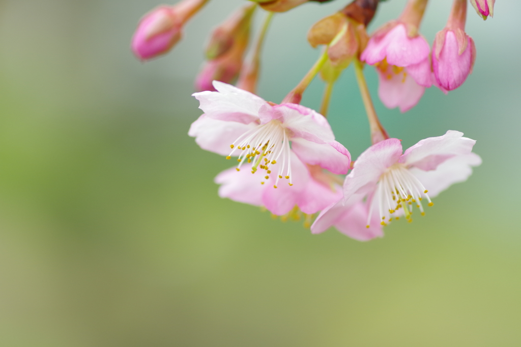 初桜