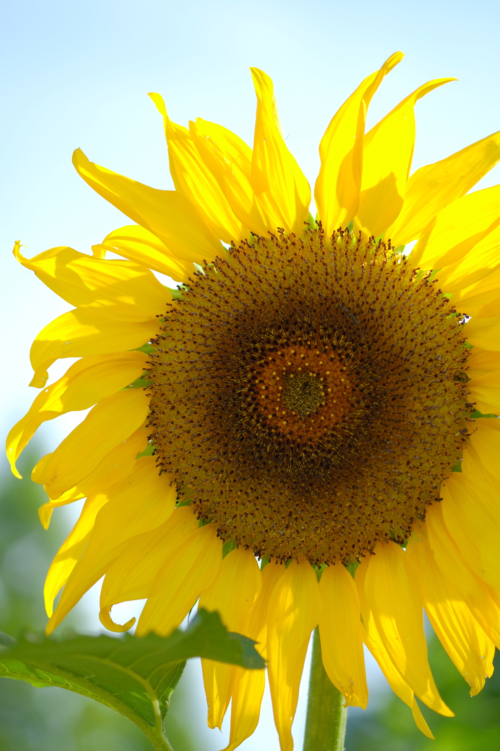 太陽の花