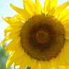 太陽の花