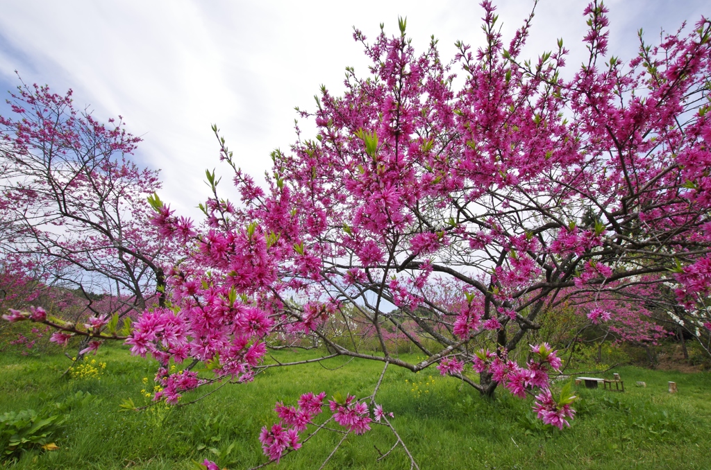 菊桃の花
