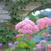 かわいい紫陽花