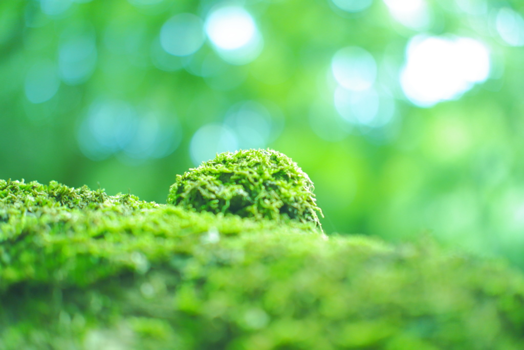 苔だま