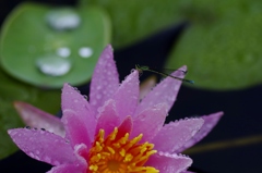 雨のあとに