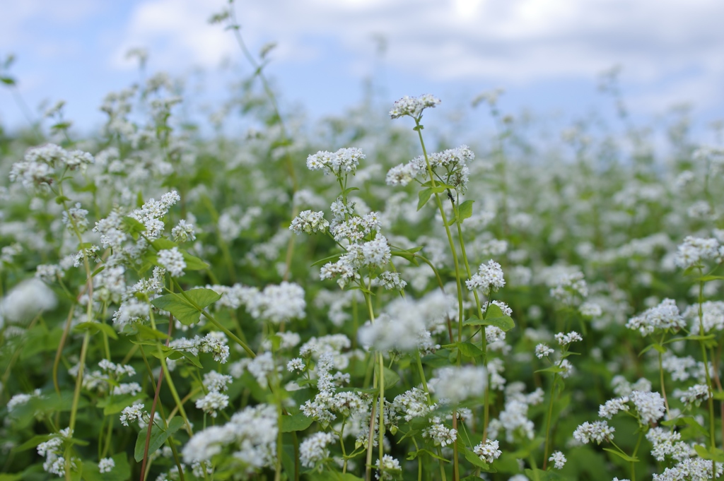 蕎麦の花