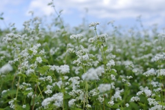 蕎麦の花