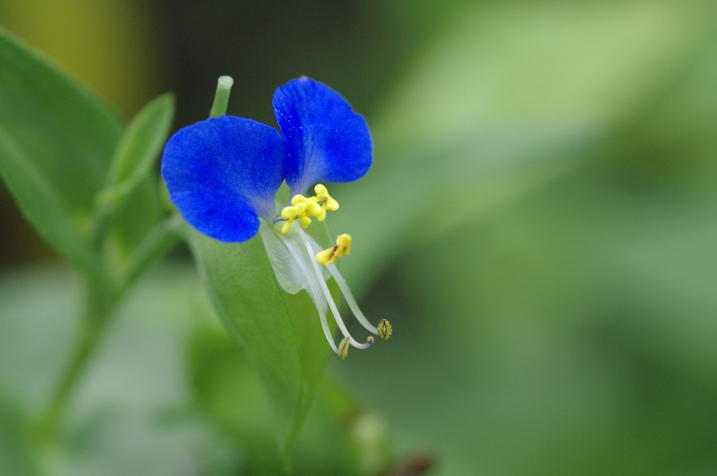露草