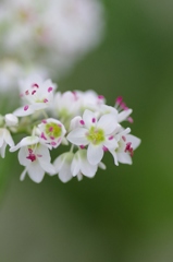 そばの花