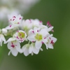 そばの花