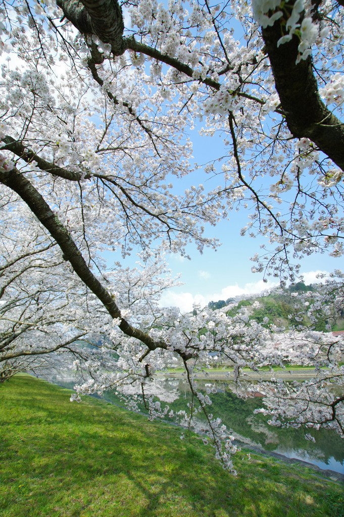 河川の桜