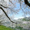 河川の桜