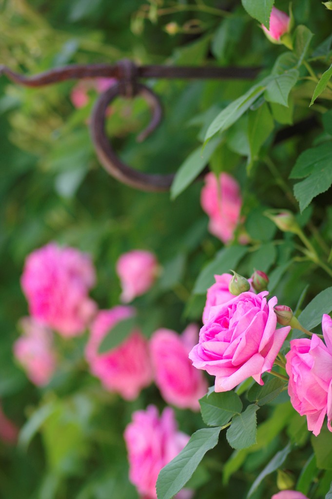 薔薇の風景