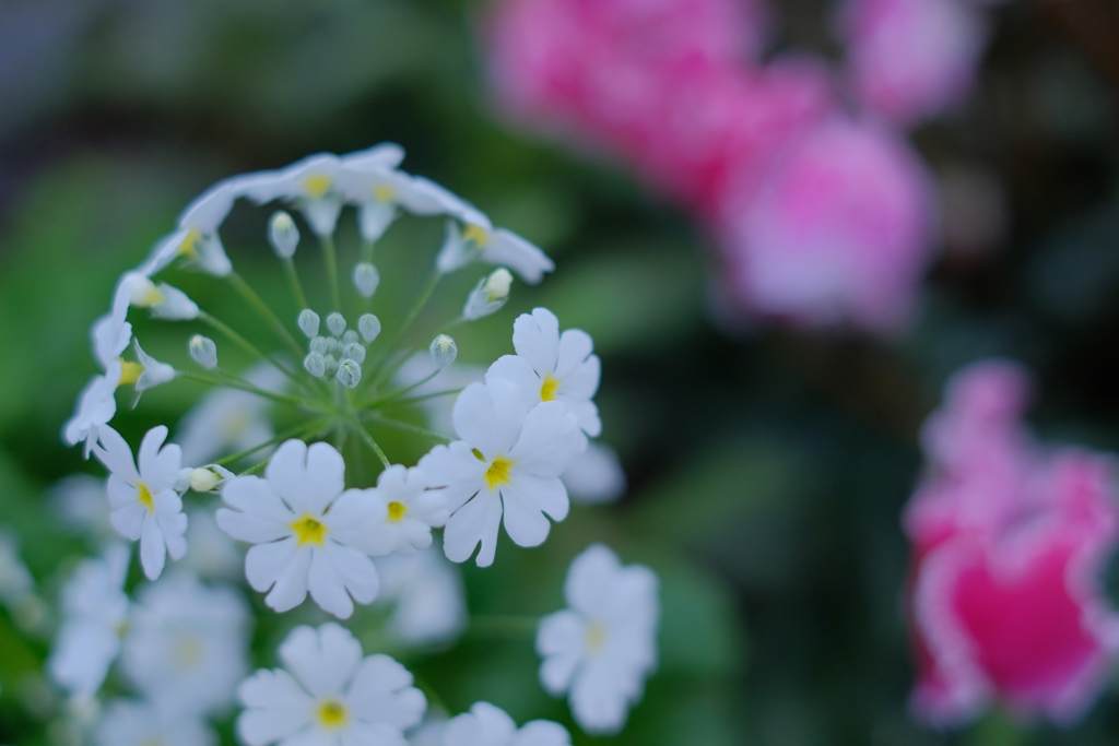 花リング