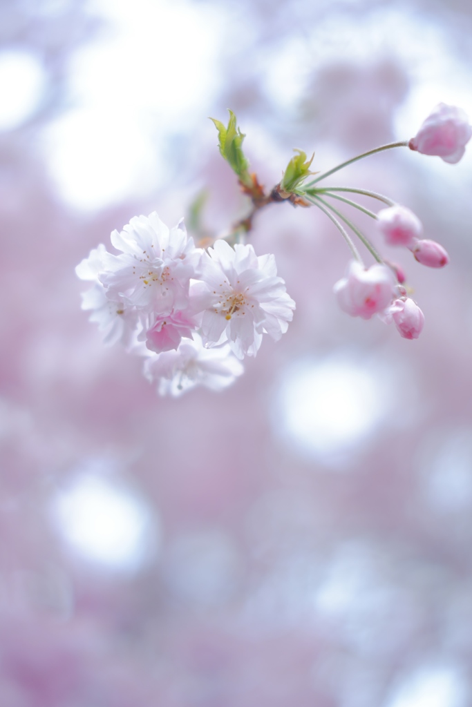 Cherry Blossom