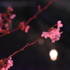 桜3