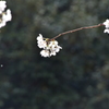 桜10