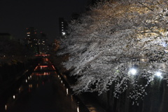 桜4