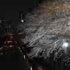 桜4