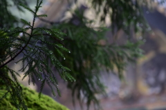 雨と葉