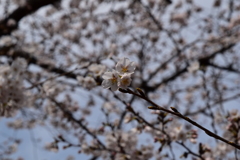 桜9